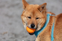 Edmonds Off-leash Beach May 4, 2019