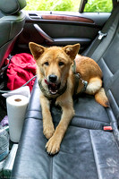 Dog Ethan back seat BMW X5