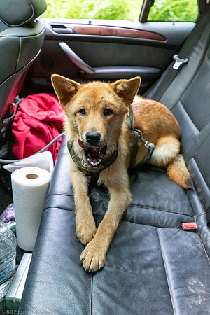 Dog Ethan back seat BMW X5