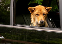 Dog Ethan BMW X5