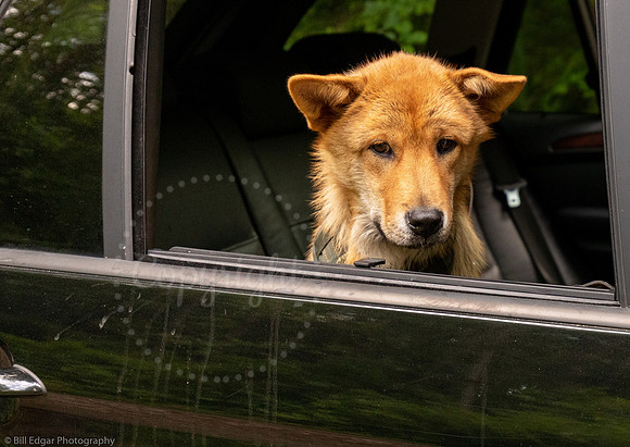 Dog Ethan BMW X5