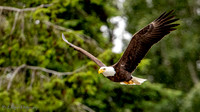 Eagles & Heron Seabeck, Washington June 6, 2021