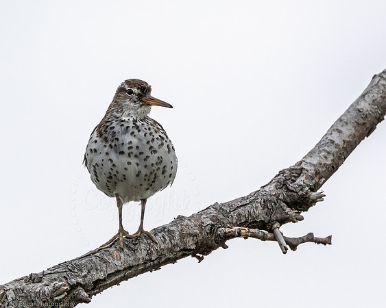 Sandpiper