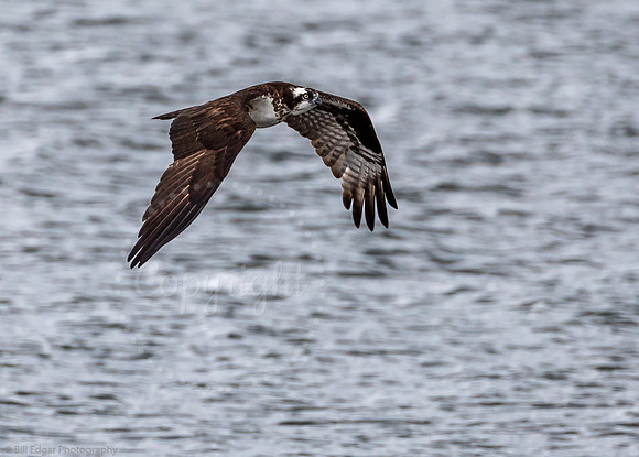 Osprey
