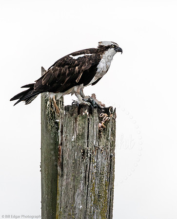 Osprey