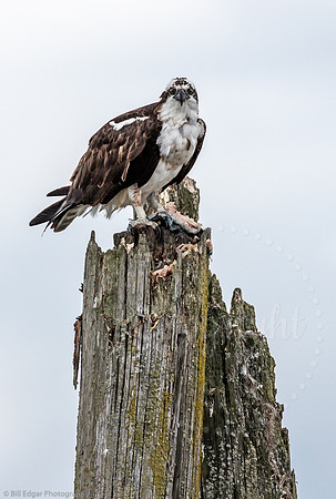 Osprey