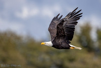 Skagit Birds+ October 11, 2021
