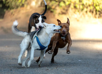 Willis Tucker Off-leash Dog Park August 19, 2019