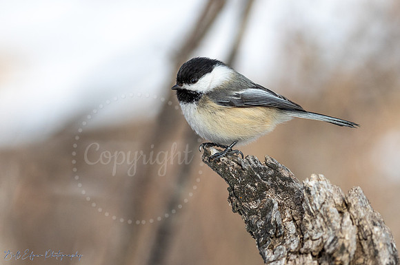 Black-capped Chickadee Calgary Alberta Canada