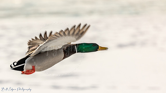 Mallard Aero-duck-namics Calgary Alberta Canada