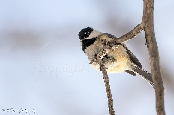 Black-capped Chickadee Calgary Alberta Canada