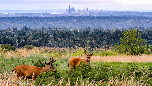 Black-tail Deer, Newcastle, Washington