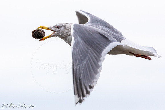 Gull carrying a clam to drop on the rocks below
