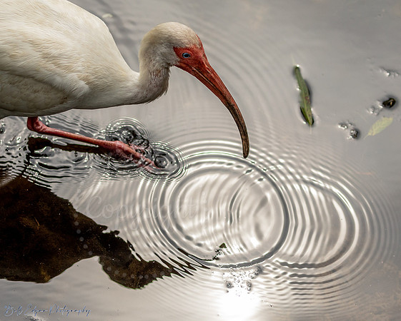 Snowy egret walking carefully through the water Florida, USA