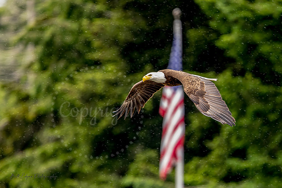 16x24 - Seabeck Eagle Flag
