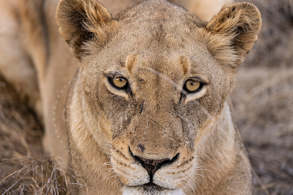8x12 - Proud Lioness Kruger NP South Africa