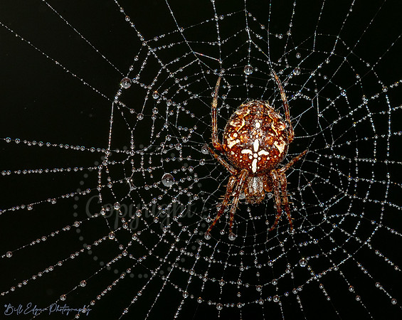 Dewey Spiderweb