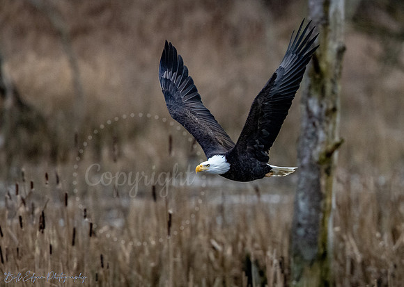 Mature bald eagle at Skagit Wildlife Refuge