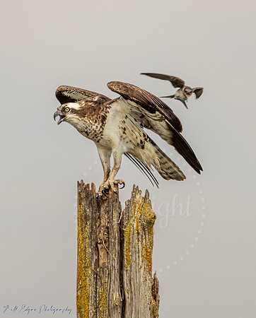 Osprey being harassed Everett, Washington