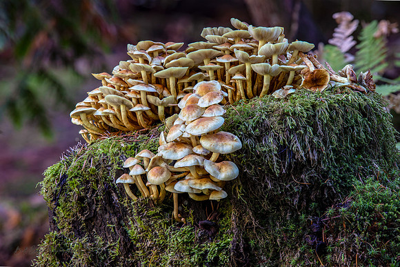 8x12 - Deception Creek Fungus
