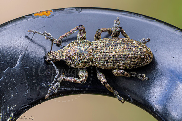 Larinus Planus Weevil