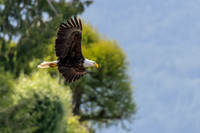 Eagles Seabeck, Washington June 2, 2025
