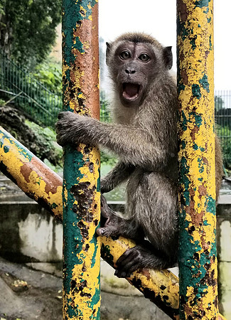 Macaque Monkey Batu Caves Malaysia