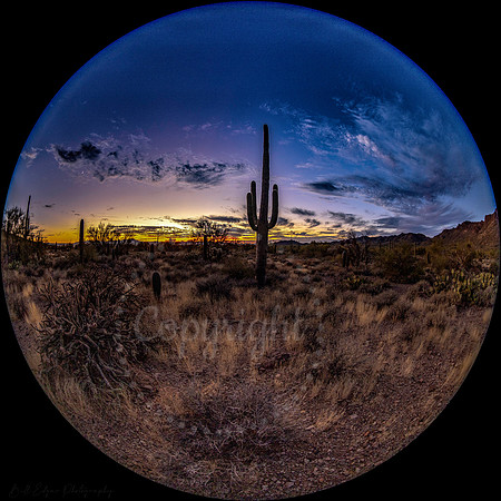 Sunset Tuscon Fisheys