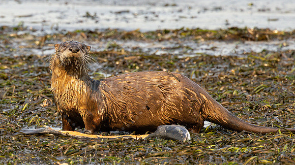 River Otter Hood Canal Washington